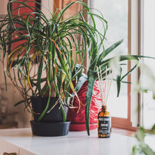 Load image into Gallery viewer, WHITE CURRANT + BONFIRE REED DIFFUSER